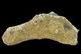 Fossil Dinosaur (Triceratops) Bone - North Dakota #134321-1